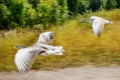 Greylag goose in fast flying speed Royalty Free Stock Photo