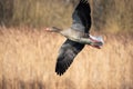 Greylag goose flies at low altitude over a small pond in spring Royalty Free Stock Photo