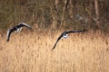 Greylag goose flies at low altitude over a small pond in spring Royalty Free Stock Photo