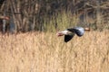 Greylag goose flies at low altitude over a small pond in spring Royalty Free Stock Photo