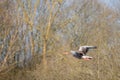 Greylag goose flies at low altitude over a small pond in spring Royalty Free Stock Photo