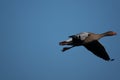 Greylag goose flies at low altitude over a small pond in spring Royalty Free Stock Photo