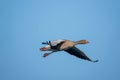 Greylag goose flies at low altitude over a small pond in spring Royalty Free Stock Photo