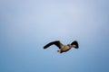 Greylag goose flies at low altitude over a small pond in spring Royalty Free Stock Photo