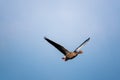 Greylag goose flies at low altitude over a small pond in spring Royalty Free Stock Photo