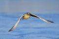 Greylag Goose in flight