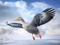 Greylag Goose in flight