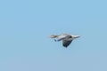 Greylag Goose Flight Anser anser Royalty Free Stock Photo