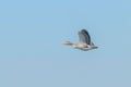 Greylag Goose Flight Anser anser Royalty Free Stock Photo