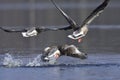 Greylag goose