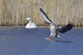 Greylag goose