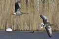 Greylag goose