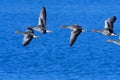 Greylag goose in flight in spring Royalty Free Stock Photo