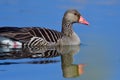 Greylag goose in flight in spring Royalty Free Stock Photo