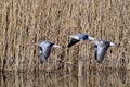 Greylag goose in flight in spring Royalty Free Stock Photo