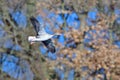 Greylag goose in flight in spring Royalty Free Stock Photo