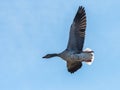 Greylag goose in flight on a sunny day in winter Royalty Free Stock Photo