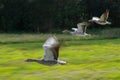 Greylag goose flock in flying motion Royalty Free Stock Photo
