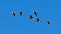 Greylag Goose flying over Oland\'s southern cape, Sweden