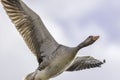 Greylag goose flying overhead