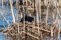 Greylag goose geese, anser anser Royalty Free Stock Photo