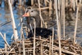 Greylag goose geese, anser anser Royalty Free Stock Photo