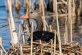 Greylag goose geese, anser anser Royalty Free Stock Photo