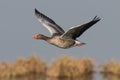 Greylag goose geese, anser anser Royalty Free Stock Photo