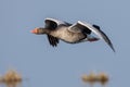 Greylag goose geese, anser anser Royalty Free Stock Photo