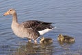 Greylag Goose with gosling