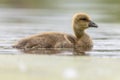 Greylag goose gosling