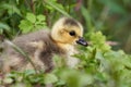 Greylag goose gosling sitting in green grass Royalty Free Stock Photo