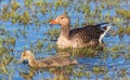 Greylag Goose with a gosling Royalty Free Stock Photo