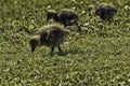 Greylag goose goslings foraging in the grass during the spring Royalty Free Stock Photo