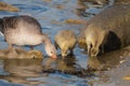 Greylag goose and goslings. Dinks a water together. Cute sweet. Royalty Free Stock Photo