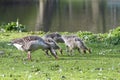 Greylag goose with goslings eating grass on the lawn while walking through the park to the lake, copy space, selected focus, Royalty Free Stock Photo