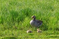 Greylag Goose with goslings Royalty Free Stock Photo