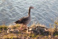 Greylag goose and goslings. Searching for a food in a grass Royalty Free Stock Photo