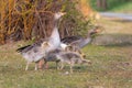 Greylag goose and goslings. Searching for a food in a grass Royalty Free Stock Photo