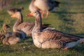 Greylag goose and goslings. Sits on the grass Royalty Free Stock Photo