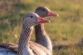 Greylag goose and goslings. Sits on the grass Royalty Free Stock Photo