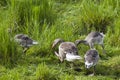 Greylag Goose with goslings at spring Royalty Free Stock Photo