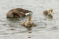 Greylag goose with goslings Upton Warren, wildlife trust Worcestershire Royalty Free Stock Photo