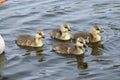 Greylag goose goslings on water Royalty Free Stock Photo