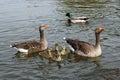 Greylag goose goslings on water Royalty Free Stock Photo