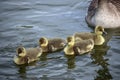 Greylag goose goslings on water Royalty Free Stock Photo