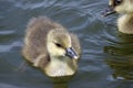 Greylag goose goslings on water Royalty Free Stock Photo