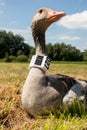 Greylag goose with gps/gsm transmitter