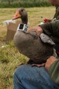 Greylag goose with gps/gsm transmitter