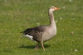 Greylag Goose, Grauwe Gans, Anser anser
